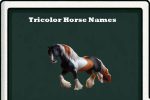 tricolor horse names