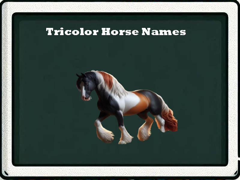 tricolor horse names