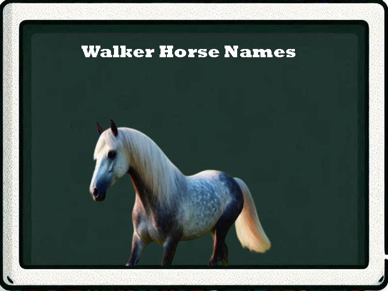 walker horse names