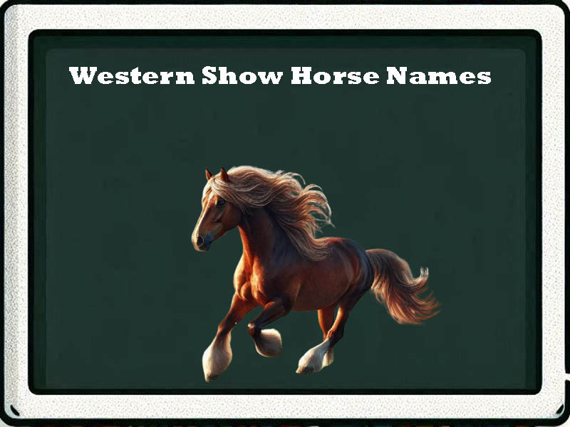 western show horse names