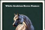 white arabian horse names