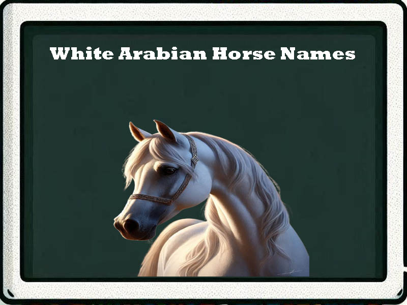 white arabian horse names