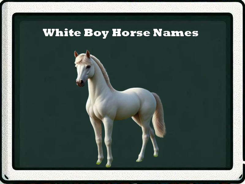 white boy horse names